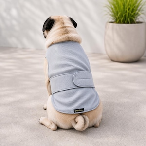 Puede incluir: Un carlino lleva un chaleco refrescante gris claro. El chaleco tiene un diseño de malla y una correa de velcro. El perro está sentado sobre una superficie gris claro. La marca "pet.ico" está impresa en el chaleco.