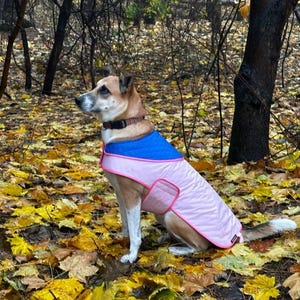 May include: A dog wearing a pink and blue dog coat sits in a forest of yellow leaves. The coat has a blue top and pink body with a pink trim. The dog has brown and white fur and a brown collar.