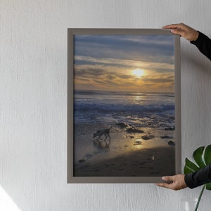 Puede incluir: Una fotografía enmarcada de un perro corriendo por una playa al atardecer. El perro es una silueta en blanco y negro contra la luz dorada del sol poniente. Las olas del océano rompen en el fondo.