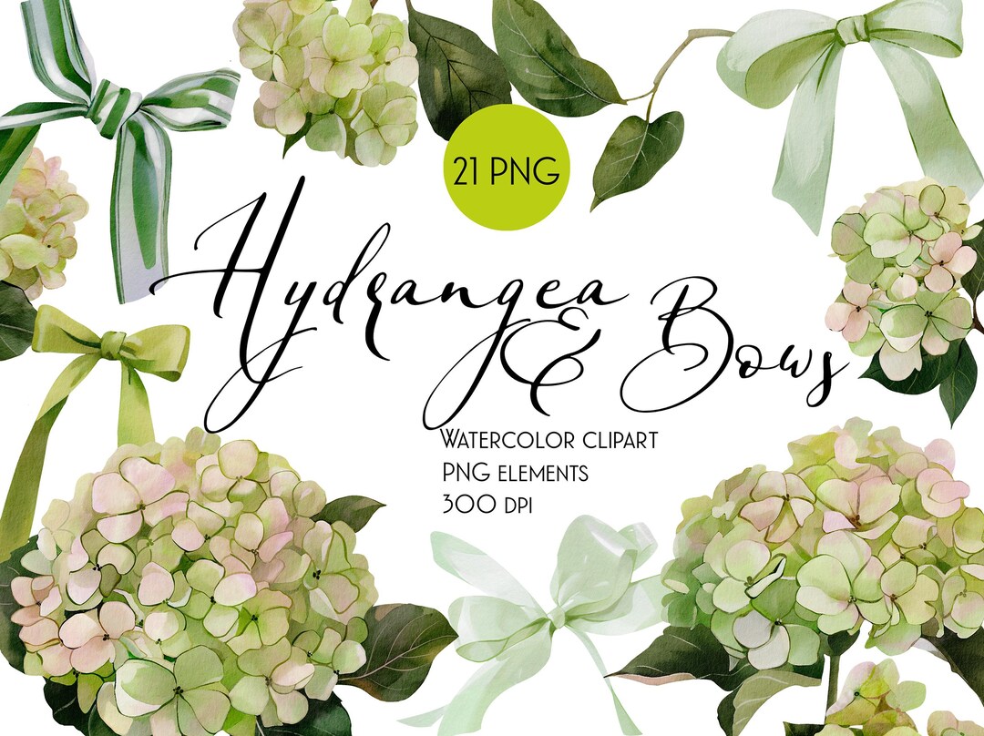 Watercolor Hydrangea Clipart: Floral PNG Set With Bows (digital ...