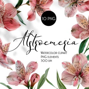 Flores de alstroemerias en acuarela, descarga instantánea, conjunto, clipart PNG, conjunto digital de alstroemerias, pintura a mano, no generadas por IA, jardín de primavera