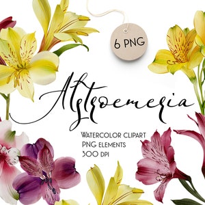 水彩アルストロメリアの花、即時ダウンロード、セット、PNG クリップアート、デジタルアルストロメリアセット、手描きのかわいいイラスト、春の庭