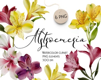 Watercolor Alstroemerias Flowers, Instant Download, Set, PNG Clipart, Digital Alstroemerias Set, Hand Paint Cute Illustrations,Spring Garden