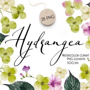 水彩アジサイの花、花のセット、PNG クリップアート、デジタル ピンクと緑のアジサイの花の手描き、花の庭、春のアジサイ