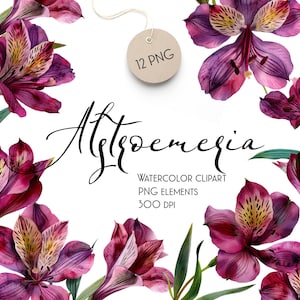 Flores de alstroemerias en acuarela, descarga instantánea, conjunto, clipart PNG, conjunto digital de alstroemerias, pintura a mano, no generadas por IA, jardín de primavera