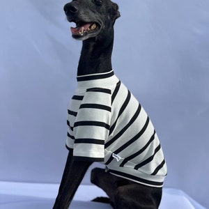 T-shirt en coton, t-shirt pour lévrier ou whippet italien, t-shirt à rayures pour petit ou grand chien