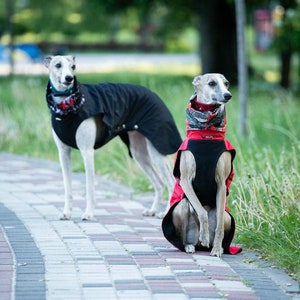Raincoat for Whippet with reflectors/Greyhound and Whippet clothes Black, Red