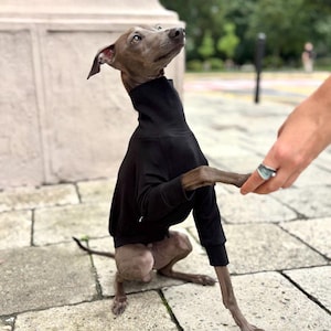 May include: A slender, gray Italian Greyhound wearing a black turtleneck sweater. The dog is sitting on a stone surface, looking upwards. A person's hand is visible, holding the dog's paw. The background includes a building and trees.