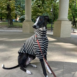 May include: A black and white striped dog sweater with long sleeves. The sweater is on a black and white dog sitting on a gray tiled floor.