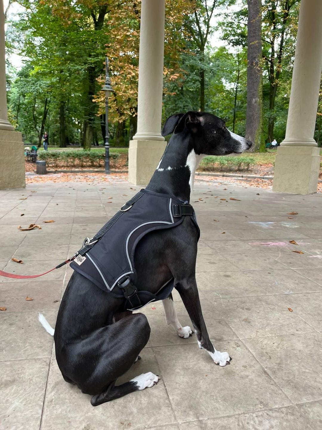Black Soft Shell Dog Harness: Whippet & Italian Greyhound, Reflective ...