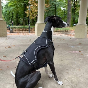 May include: A black and white dog wearing a black harness sits on a gray tiled floor. The dog is looking to the right of the image. The dog is in a park setting with trees and a white pillar in the background.