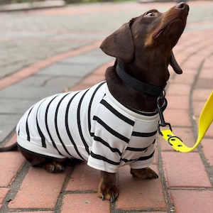 May include: A brown and tan dachshund wearing a black and white striped shirt and a black collar with a silver buckle. The dog is looking up and is on a brick walkway.