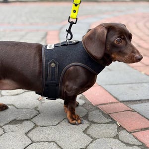 Könnte beinhalten: Ein brauner Dackel, der ein schwarzes Denim-Hundegeschirr mit gelben Nähten und eine schwarze Leine mit gelbem Riemen trägt.