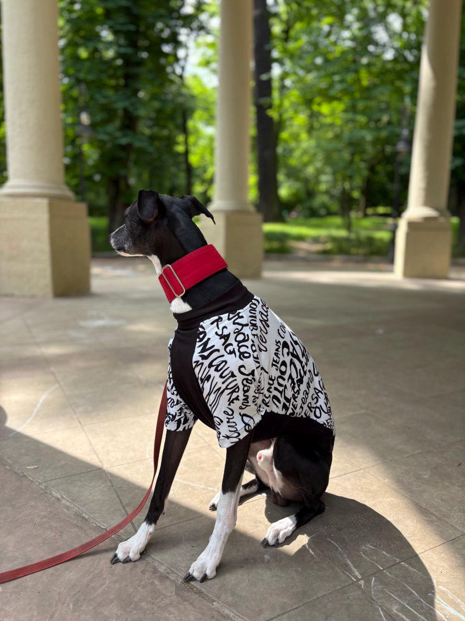 Whippet jas Italiaanse windhond hondenkleding huisdier zwart wit gestreepte kleding Italiaanse windhond lente hondenkleding voor honden shirt paar kat hond kleding puppy (kleur: zwart wit, maat: 3XL