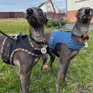 Dog harness, Denim dog harness, Dog denim, Small dog harness. Harness for iggy.