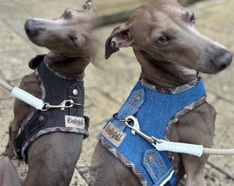 Hundegeschirr, Denim Hundegeschirr, Hunde Denim, Kleines Hundegeschirr. Harness für Iggy.