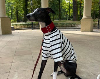 Dog tshirt/cotton shirt Whippet or Italian Greyhound / Striped summer clothes
