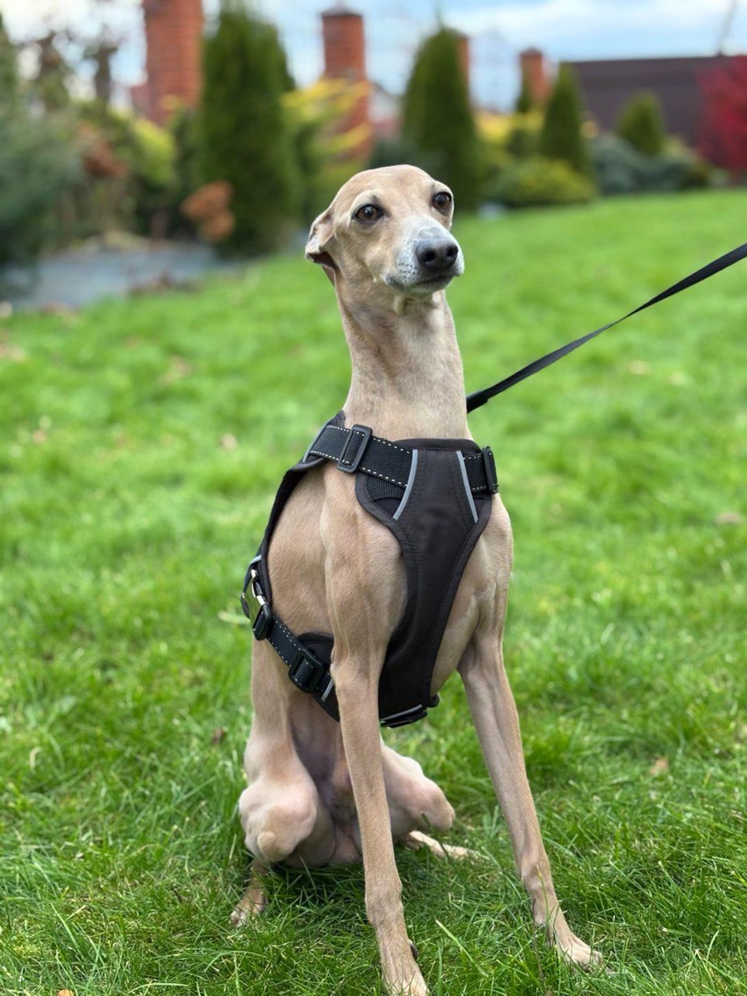 Harness for Italian Greyhound and Whippet/soft Shell Dog Harness - Etsy ...