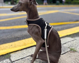 Geschirr für Italienisches Windspiel/Denim Hundegeschirr