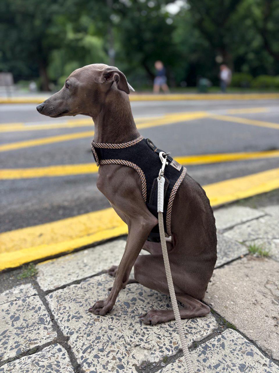 Greyhound Puppy Best Collar For Italian Greyhound Navy Blue