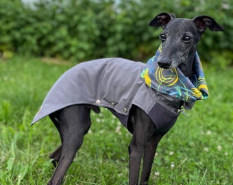 Può includere: Un levriero italiano nero che indossa un cappotto da cane grigio con una sciarpa a motivi blu e gialli. Il cane è in piedi in un campo erboso.