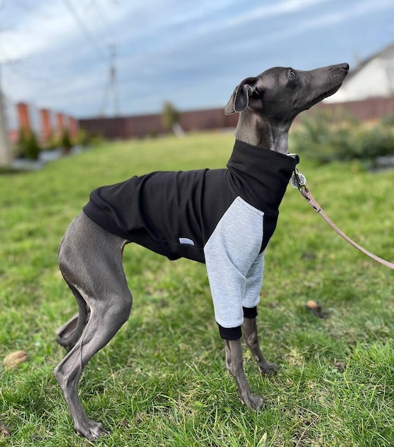 Italian Greyhound and Whippet Turtleneck Sweater/ Dog Clothes