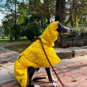 Warm coat for Greyhound and Whippet/ Yellow winter coat