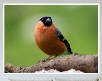 Wild Bullfinch Bird Landscape Photography Digital Print