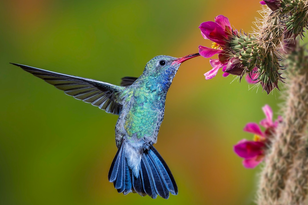 Broad Billed Hummingbird Photo. Arizona Hummingbirds. - Etsy
