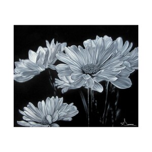 Black and White Daisies Art Print