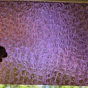 Florentine, Tulip, Wissmach, 134, Stained glass sheet