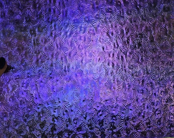 Dark Violet, Florentine, Iridescent, 311v,  Wissmach, stained glass sheet