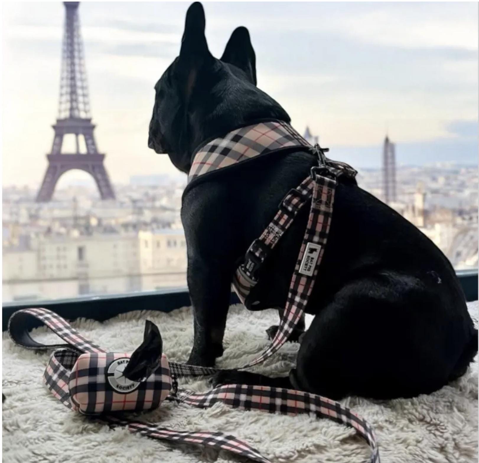 Buy Burberry Dog Harness Online In India India - Main Image
