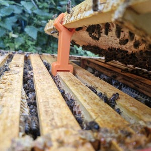 Könnte beinhalten: Nahaufnahme eines Holz-Bienenstockrahmens voller Bienen. Ein orangefarbenes Kunststoffwerkzeug wird verwendet, um den Rahmen anzuheben. Der Holzrahmen besteht aus hellbraunem Holz. Die Bienen sind schwarz und gelb. Der Hintergrund ist verschwommenes grünes Laub.
