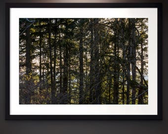Mt Tabor Trees Print Portland Forest Art PNW Evergreen Wall Pacific Northwest Nature Photography Bedroom Office Men Gift Oregon Landscape