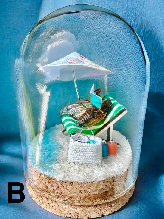 Beach Bug - real pinned insect art mini world bug