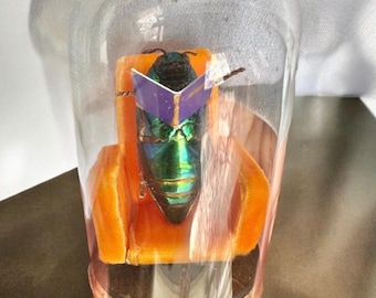 Cozy Evening Bug Large - real pinned insect mini world reading bug