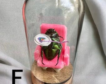 Large Cozy Evening Crafting Bug - cloche real insect mini world pinned bug