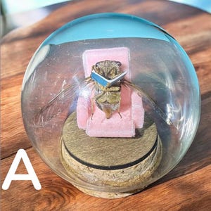 Cozy Evening Bug Large - real pinned insect mini world reading bug