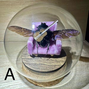 Muziekinstrumentenkever - een echt geprepareerd insect, een miniatuurwereldkevertje.