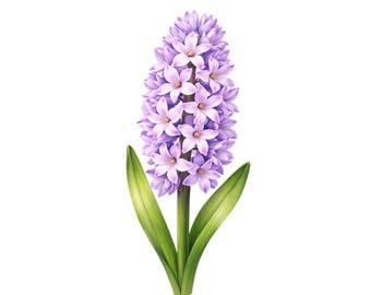 Hyacinth Flower Clipart, Spring Floral Design, Transparent PNG (Sublimation)