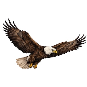 Puede incluir: Un águila calva en pleno vuelo con las alas totalmente extendidas. El ave presenta un cuerpo de color marrón oscuro, una cabeza y cola blancas distintivas, y un pico de color amarillo brillante. El plumaje muestra sombreados detallados en tonos marrones, negros y blancos, capturando al águila en una postura dinámica y planeadora sobre un fondo blanco.