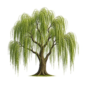 May include: A detailed illustration of a weeping willow tree. The tree features a thick, textured brown trunk with multiple branches. Long, cascading green leaves hang down, creating a graceful, flowing appearance. The tree is set against a white background.