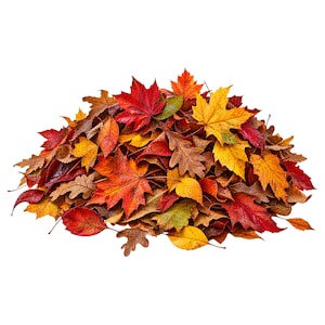 May include: A dense pile of fallen autumn leaves in various shapes and sizes, featuring a vibrant colour palette of deep red, bright yellow, burnt orange, and muted brown, with distinct maple and oak leaf silhouettes layered throughout the cluster.