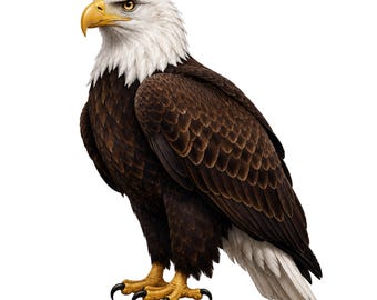 Majestätischer Weißkopfseeadler PNG SVG für Vaterländische Dekoration und Amerikanische Projekte