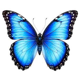 May include: A vibrant blue butterfly with intricate wing patterns. The wings display a gradient of blue hues, from light to deep shades, with black and white markings along the edges. The butterfly's body is dark, and its antennae are thin and delicate.