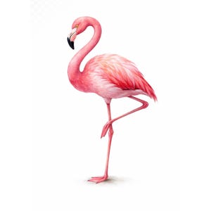 Imágenes prediseñadas de flamencos para manualidades de verano y decoración de playa (PNG transparente). Descarga gratuita.