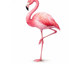 Flamingo Clipart for Summer Crafts and Beach Decor PNG Transparent Download