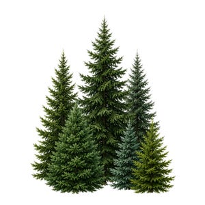 Puede incluir: Un grupo de cinco árboles coníferos de hoja perenne de diversas alturas y tonos de verde, que van desde el verde bosque profundo hasta tonos verde azulados más claros. Cada árbol presenta una forma cónica densa con ramas en capas y follaje.