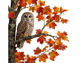 Wise Owl Resting in Tree Branch Clipart PNG and SVG for Nature Crafts